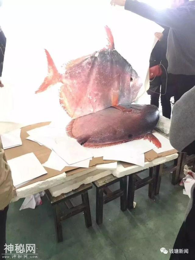 “沉痛悼念”那些被吃掉的东海水怪-4.jpg