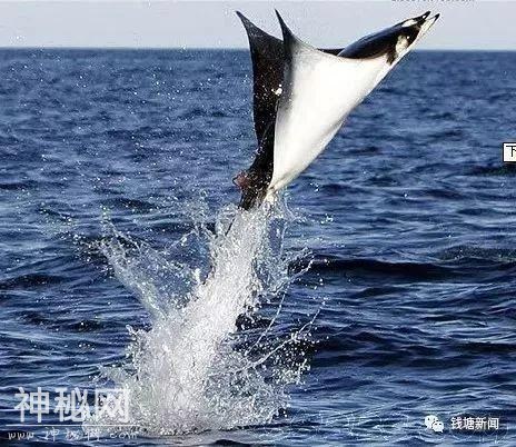 “沉痛悼念”那些被吃掉的东海水怪-6.jpg