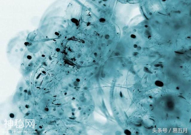 宇宙中任何生命体从诞生那刻起都有会走向死亡吗？-3.jpg