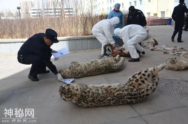 以案释法｜青海海西格尔木市破获一起盗杀国家一级保护动物案，里面竟有比大熊猫还要稀少的这种动物-5.jpg