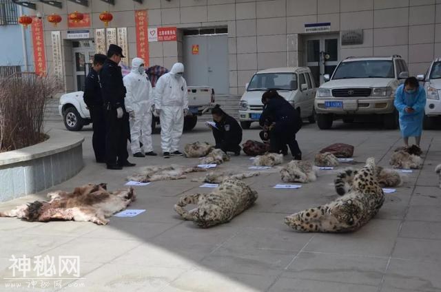 以案释法｜青海海西格尔木市破获一起盗杀国家一级保护动物案，里面竟有比大熊猫还要稀少的这种动物-4.jpg