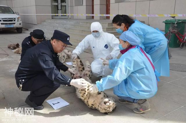 以案释法｜青海海西格尔木市破获一起盗杀国家一级保护动物案，里面竟有比大熊猫还要稀少的这种动物-3.jpg