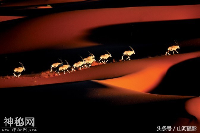动物的世界-1.jpg