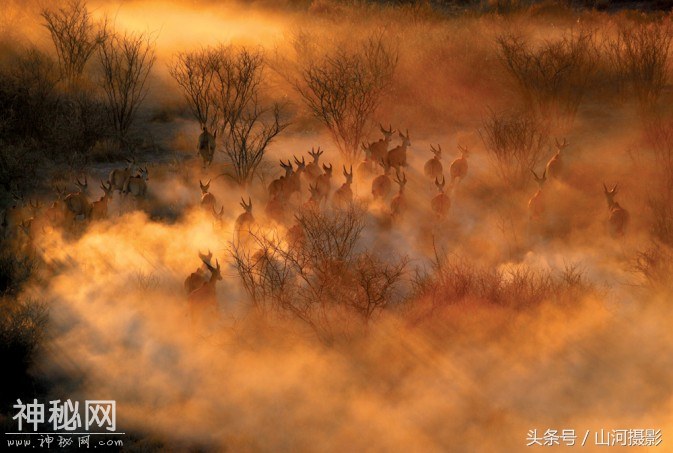 动物的世界-5.jpg