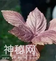 冷热交替，孩子易感冒！活用食材可助保健，佛山中医院推荐食疗方-5.jpg