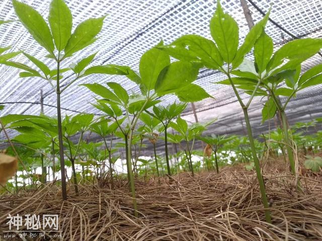 三七，对身体很管用」绝对是因你而生！行内揭秘-6.jpg