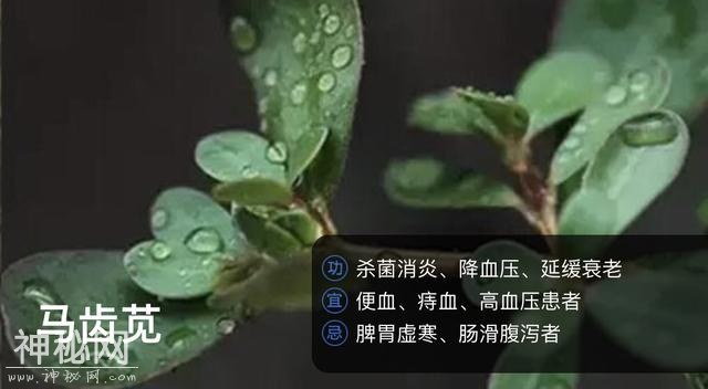 三七，对身体很管用」绝对是因你而生！行内揭秘-2.jpg
