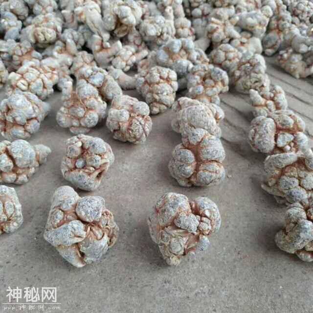 三七，对身体很管用」绝对是因你而生！行内揭秘-12.jpg