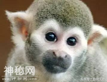 动物聚会，七言八语聊人类，个个都有怨气，听完笑晕……-2.jpg