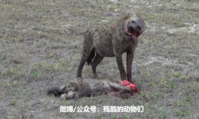 226期图：这些肉食动物竟残忍吃同类！不要拿人和动物类比天性-4.jpg