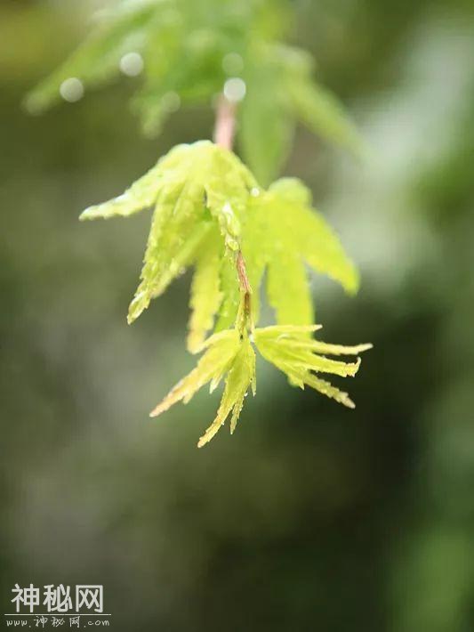 谷雨｜“悠闲”一点，你的身体会更好！-7.jpg