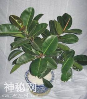 文竹含有的植物芳香有抗菌成分，可以清除空气中的细菌和病毒-1.jpg