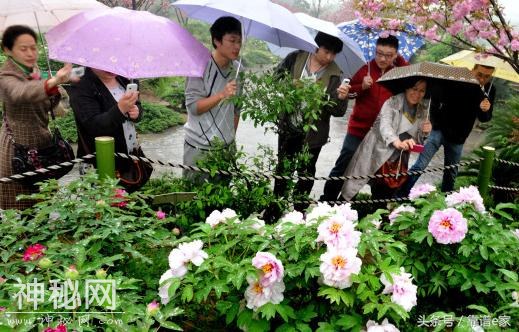 风雨伴春长，谷雨日丽光，又到谷雨时节，各地都有什么风俗呢？-6.jpg