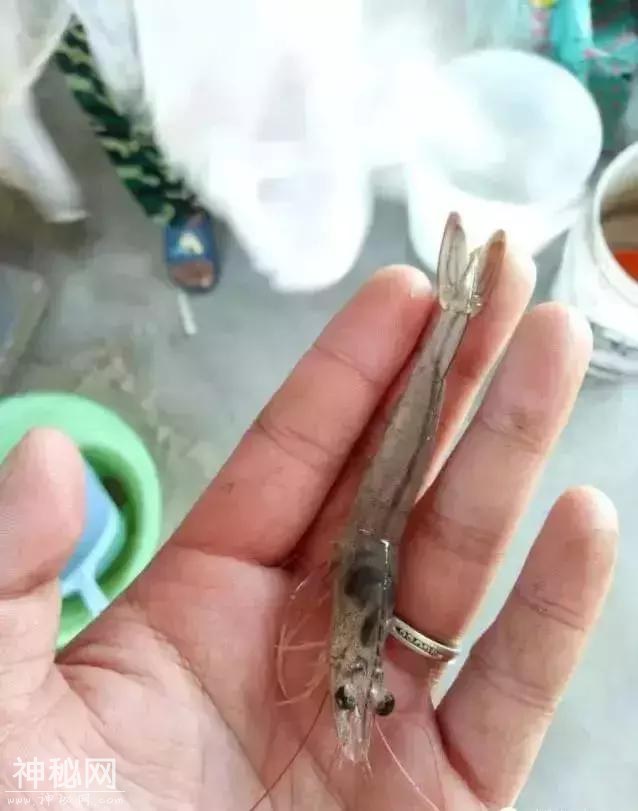 转肝期肝胰腺的保健是南美白对虾养殖过程中遇到的第一道坎-4.jpg