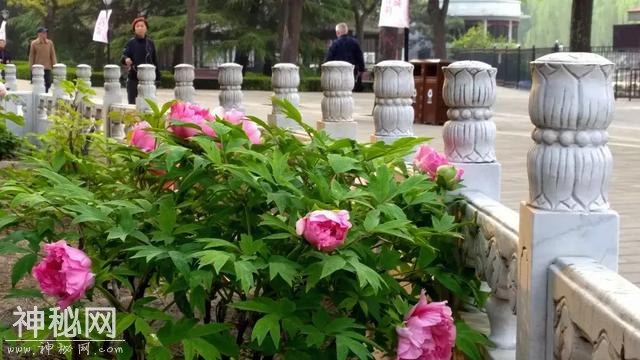 今日谷雨！快收好这份民俗、养生攻略，准备入夏吧-4.jpg