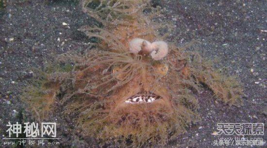 揭秘全球五大神秘未知生物 排在首位的竟然是它，胆小慎入-1.jpg