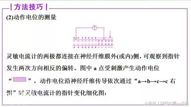 高考生物：生命活动的调节——人和动物的生命调节考点详解-8.jpg