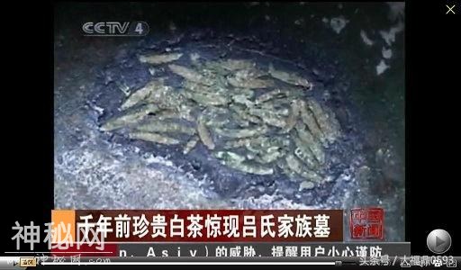 千年白茶现于西安古墓 北宋贡茶与福鼎白茶的渊源-1.jpg