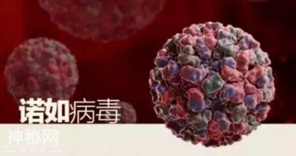 吃草莓，有可能会染上这种病毒，要清洗干净！-4.jpg