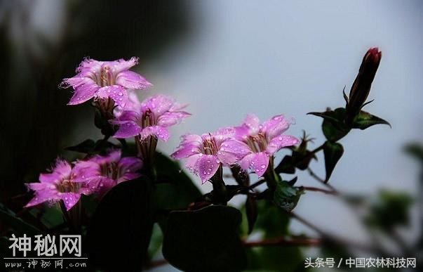 健康养生，清热利湿，凉血解毒——红花龙胆的栽培技术-1.jpg