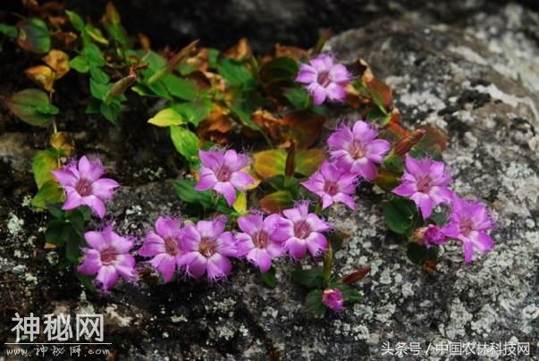 健康养生，清热利湿，凉血解毒——红花龙胆的栽培技术-6.jpg