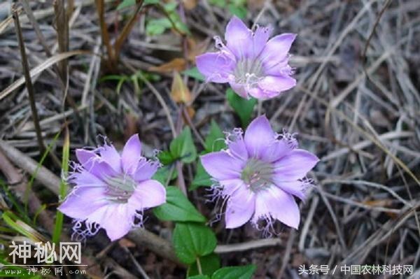 健康养生，清热利湿，凉血解毒——红花龙胆的栽培技术-4.jpg