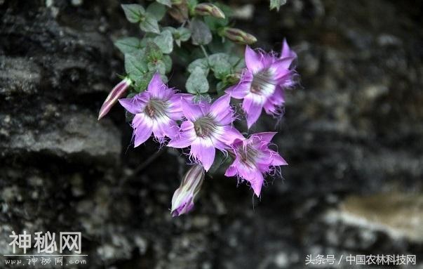 健康养生，清热利湿，凉血解毒——红花龙胆的栽培技术-3.jpg
