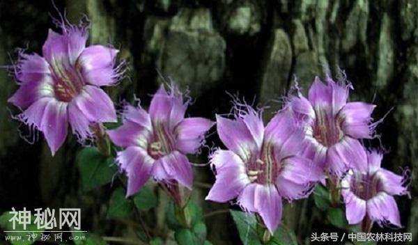 健康养生，清热利湿，凉血解毒——红花龙胆的栽培技术-5.jpg