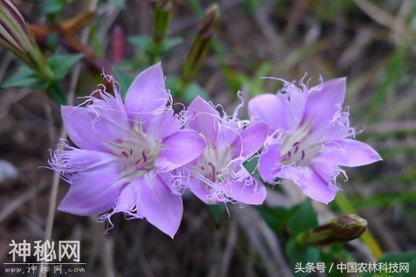 健康养生，清热利湿，凉血解毒——红花龙胆的栽培技术-2.jpg