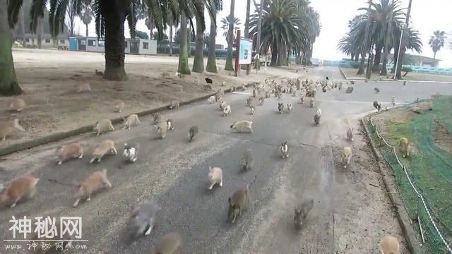 这些动物中国人吃得起劲，而在外国泛滥成灾-1.jpg