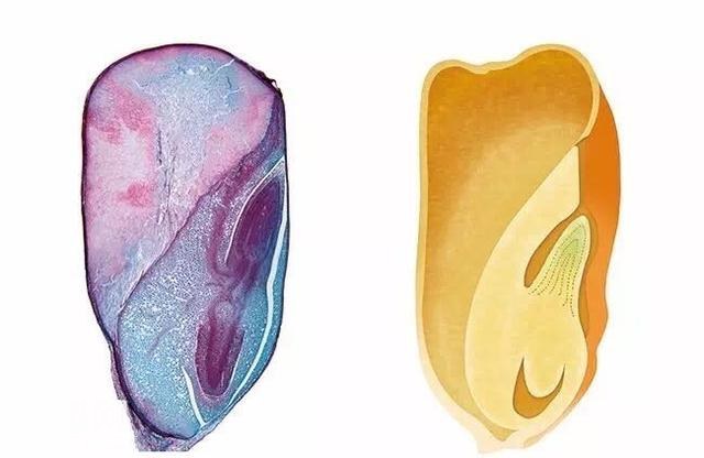 「七年级生物~」上册知识点汇总记忆精华-2.jpg