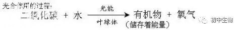 「七年级生物~」上册知识点汇总记忆精华-4.jpg