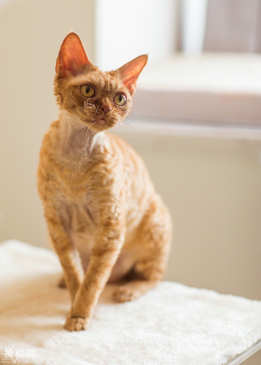 图虫人文摄影：名贵的德文卷毛猫-2.jpg