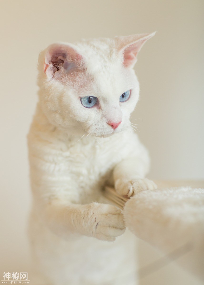 图虫人文摄影：名贵的德文卷毛猫-3.jpg