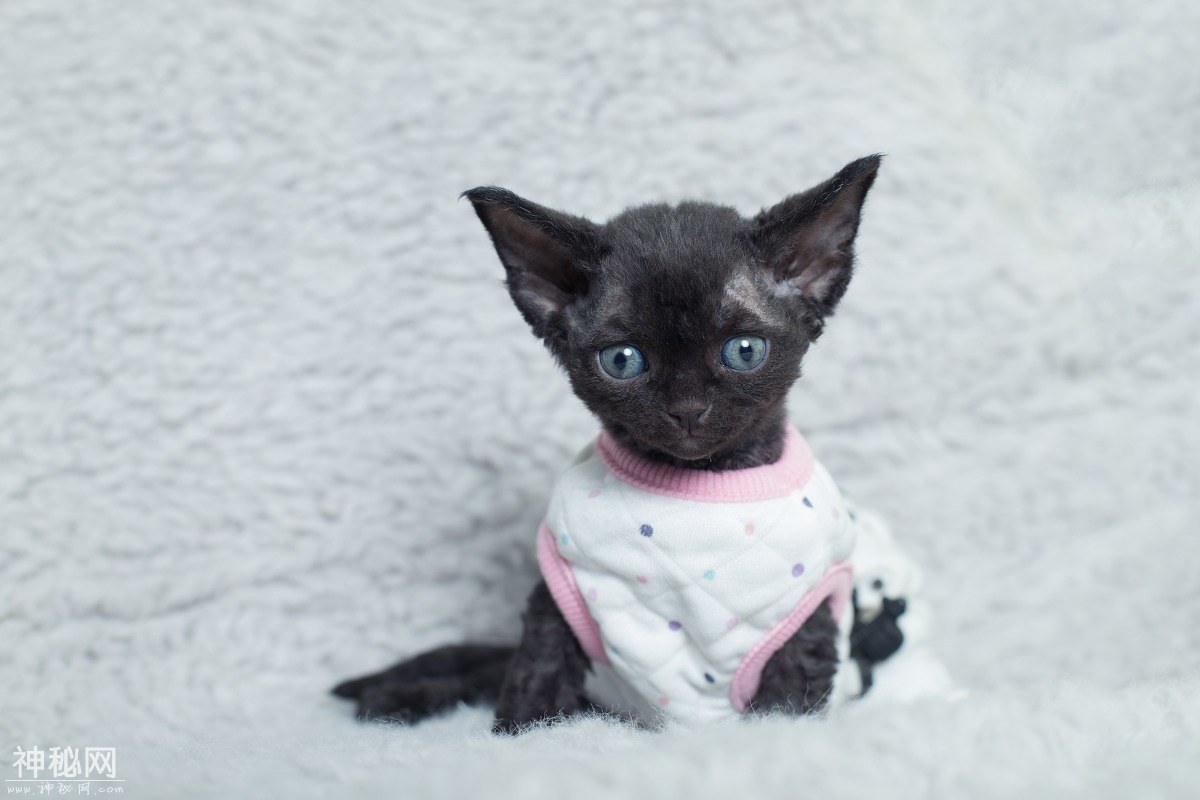图虫人文摄影：名贵的德文卷毛猫-11.jpg