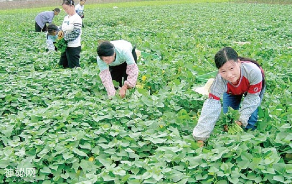 “土人参”，免费保健良药-4.jpg