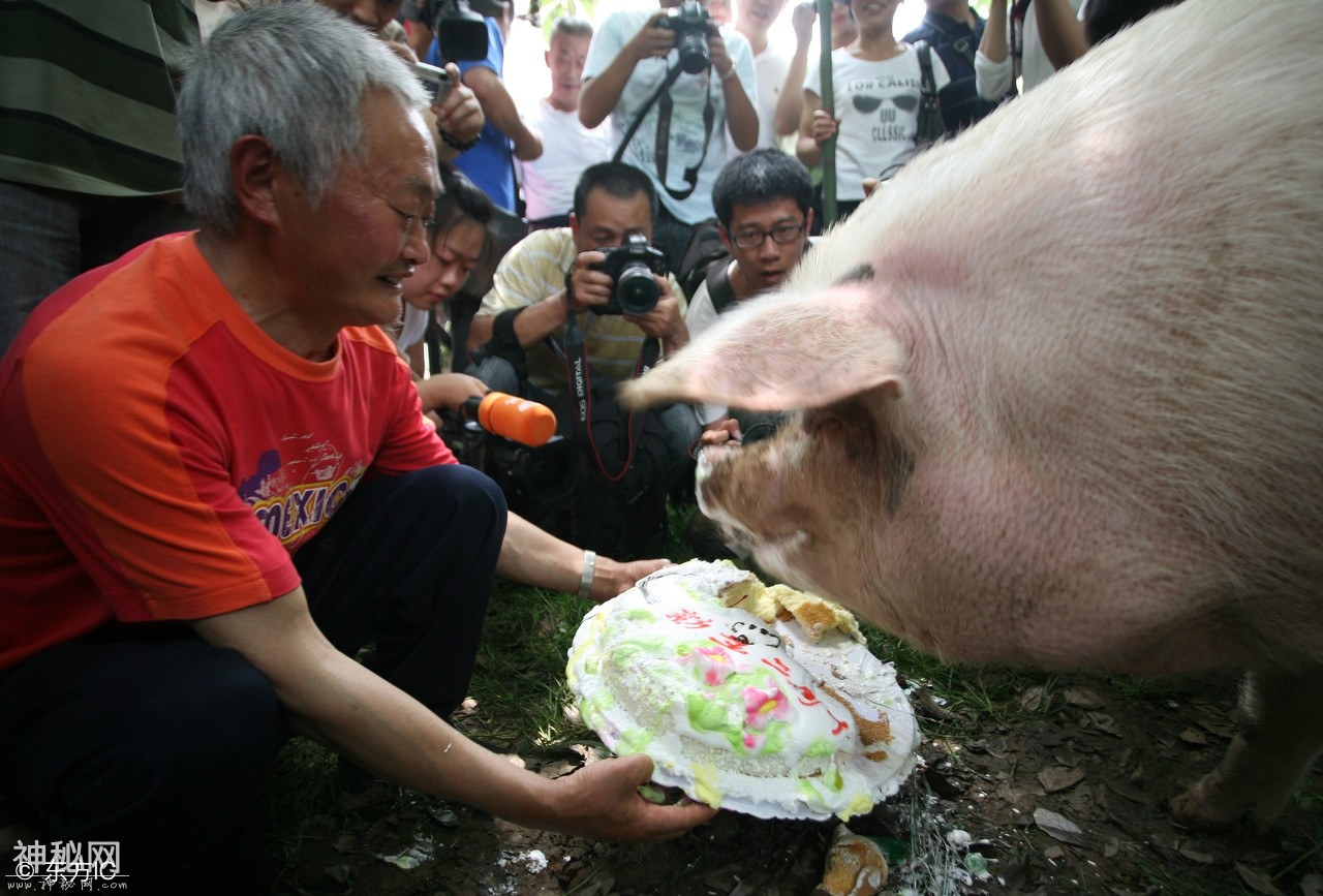 88岁猪爷专人伺候定期保健开生日晚会，网友：做猪做到这份上，值-4.jpg