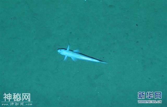 “潜龙三号”“曝光”深海生物-1.jpg