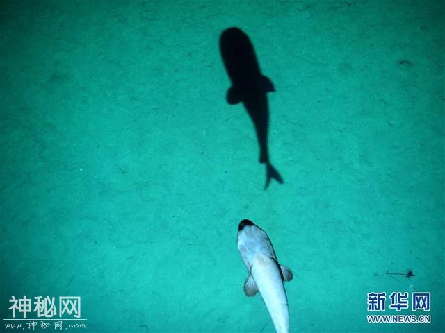 “潜龙三号”“曝光”深海生物-2.jpg
