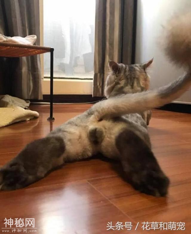 铲屎官正在偷拍猫蛋蛋，结果被猫发现了，猫的反应让人笑喷-1.jpg