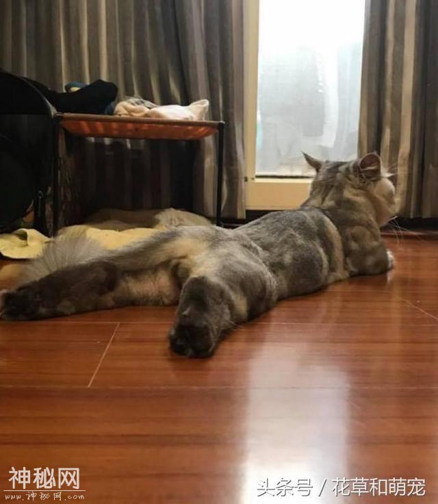 铲屎官正在偷拍猫蛋蛋，结果被猫发现了，猫的反应让人笑喷-2.jpg