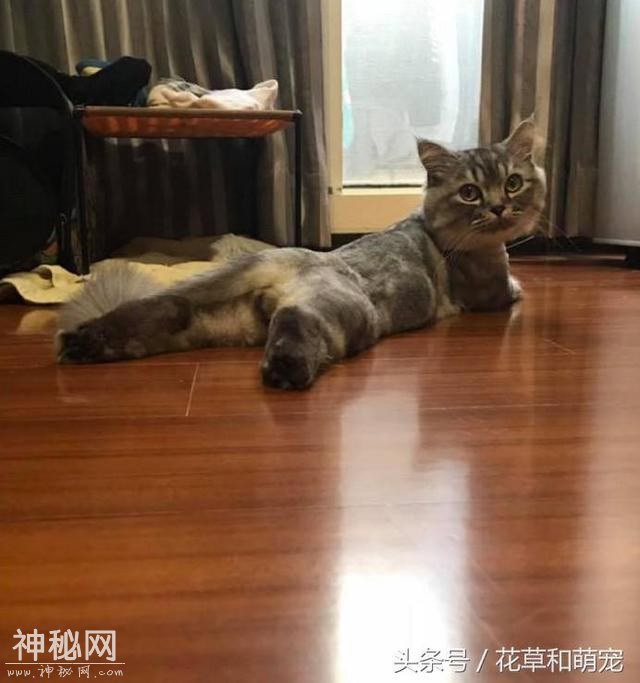 铲屎官正在偷拍猫蛋蛋，结果被猫发现了，猫的反应让人笑喷-4.jpg