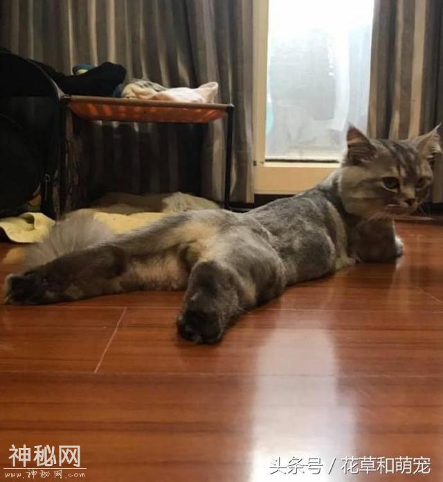 铲屎官正在偷拍猫蛋蛋，结果被猫发现了，猫的反应让人笑喷-3.jpg