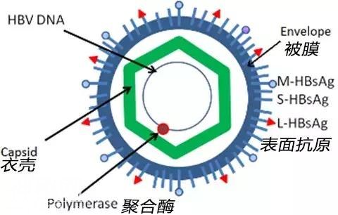 为了对抗这种感染3亿人的病毒，他们靠人体实验堆出了这种疫苗-6.jpg