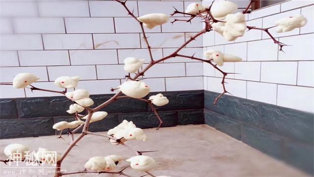 传统文化：山西平遥寒食节风俗汇总，五花八门-11.jpg