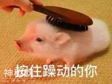 动物表情包-1.jpg
