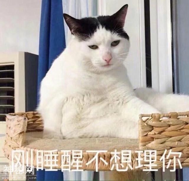 动物表情包-9.jpg