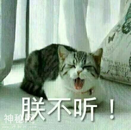 动物表情包-8.jpg