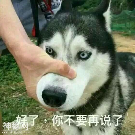 动物表情包-6.jpg