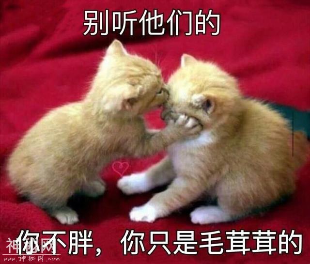 动物表情包-4.jpg